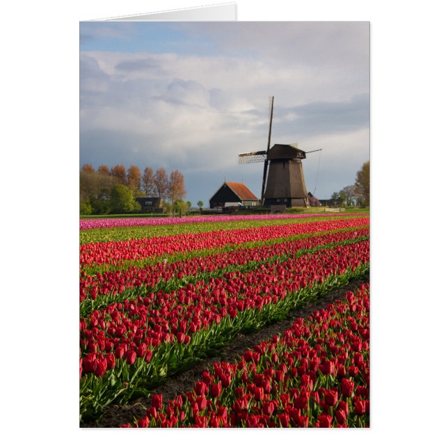 Red tulips and a windmill (Front)