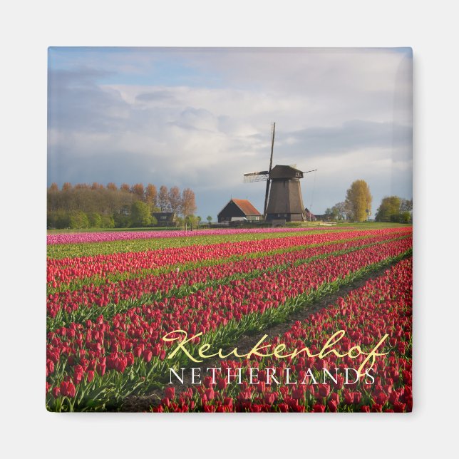 Red tulips and a windmill magnet (Front)