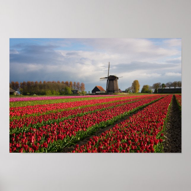 Red tulips and a windmill poster (Front)