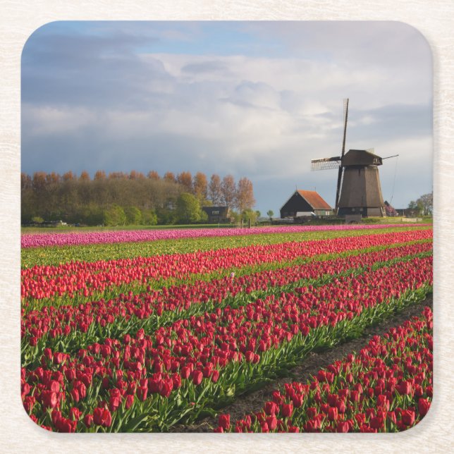 Red tulips and a windmill square paper coaster (Front)