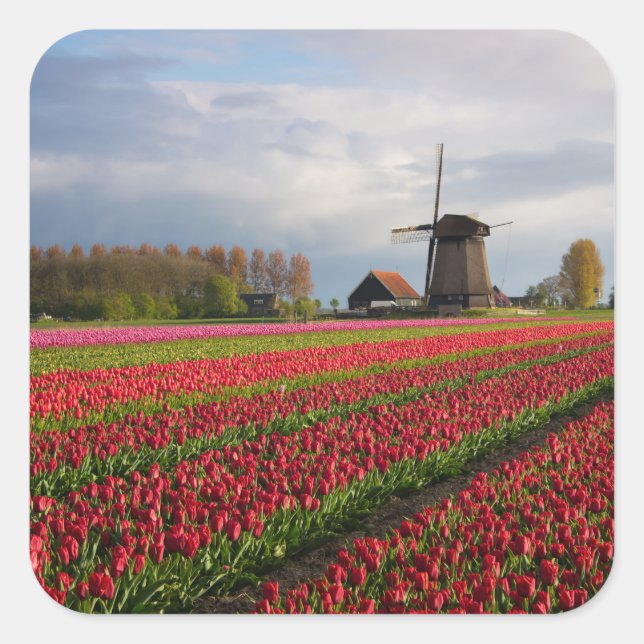 Red tulips and a windmill square sticker (Front)