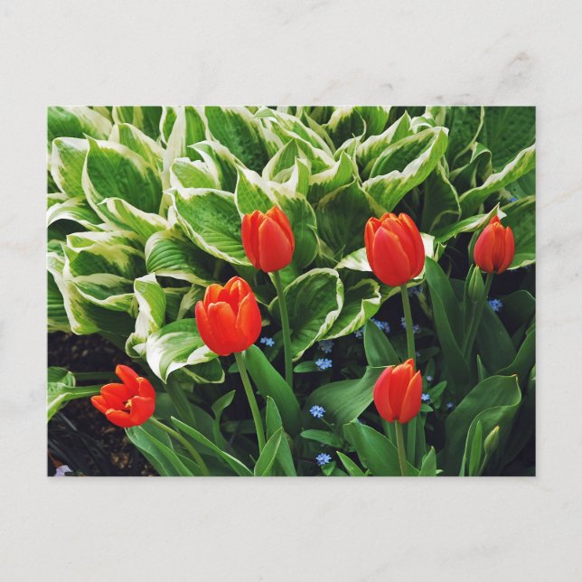 Red tulips and hosta plant postcard (Front)