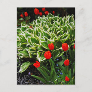 Red tulips and hosta plant print postcard