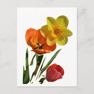 Red tulips and yellow daffodil flowers postcard