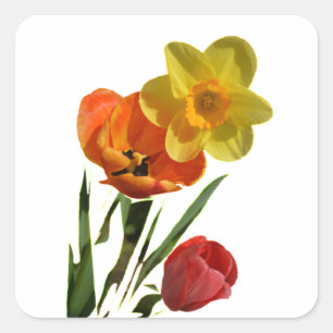 Red tulips and yellow daffodil flowers square sticker