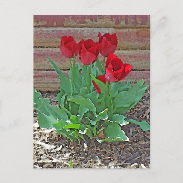Red Tulips Art Postcard (Front)