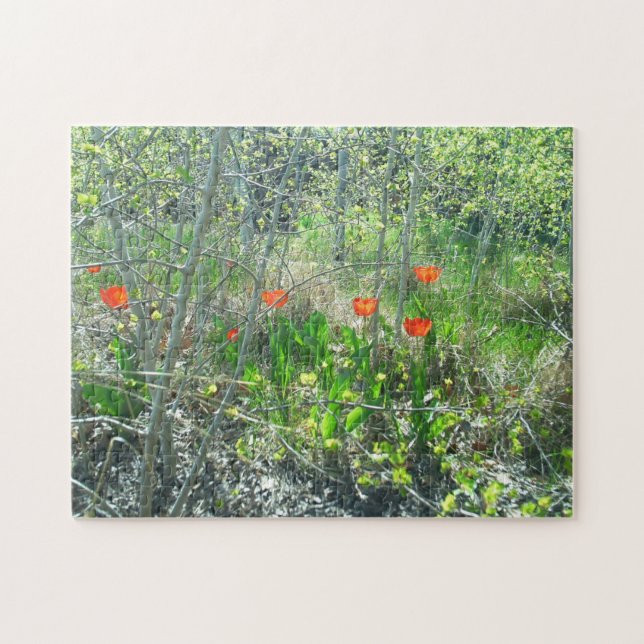 Red Tulips Aspen Trees Jigsaw Puzzle | Challenging (Horizontal)
