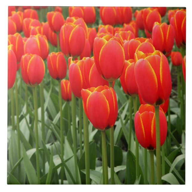 Red tulips ceramic tile (Front)
