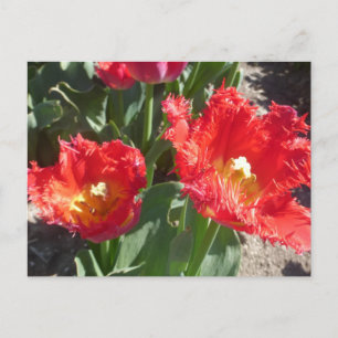 Red Tulips Close Up DIY Postcard