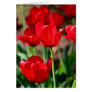 Red Tulips Customisable
