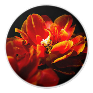 Red tulips dark background ceramic knob