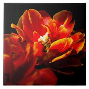 Red tulips dark background ceramic tile