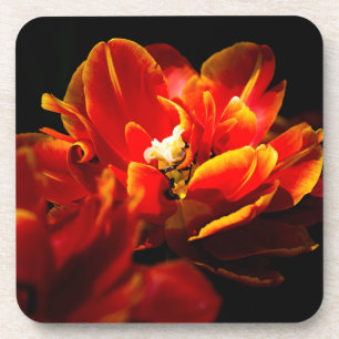 Red tulips dark background coaster