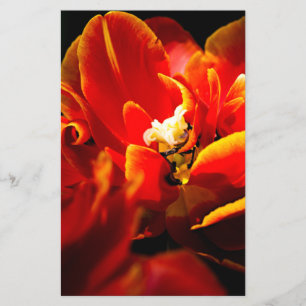 Red tulips dark background flyer