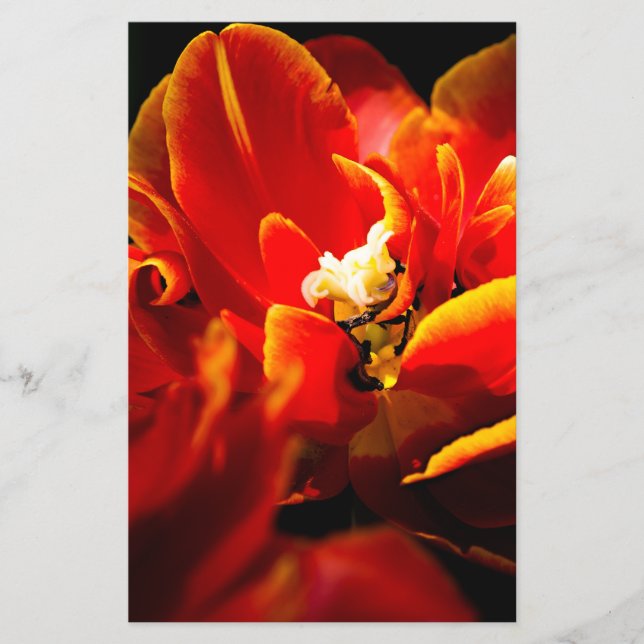 Red tulips dark background flyer (Front)