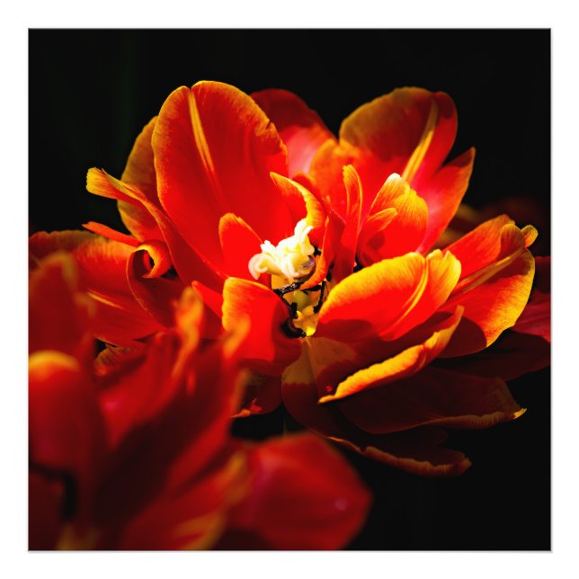 Red tulips dark background photo print (Front)