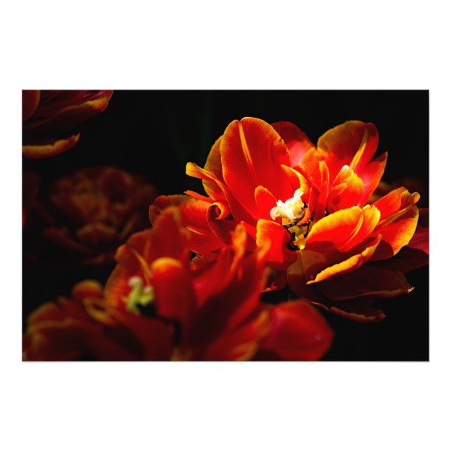 Red tulips dark background photo print (Front)