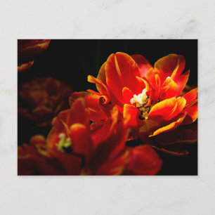 Red tulips dark background postcard