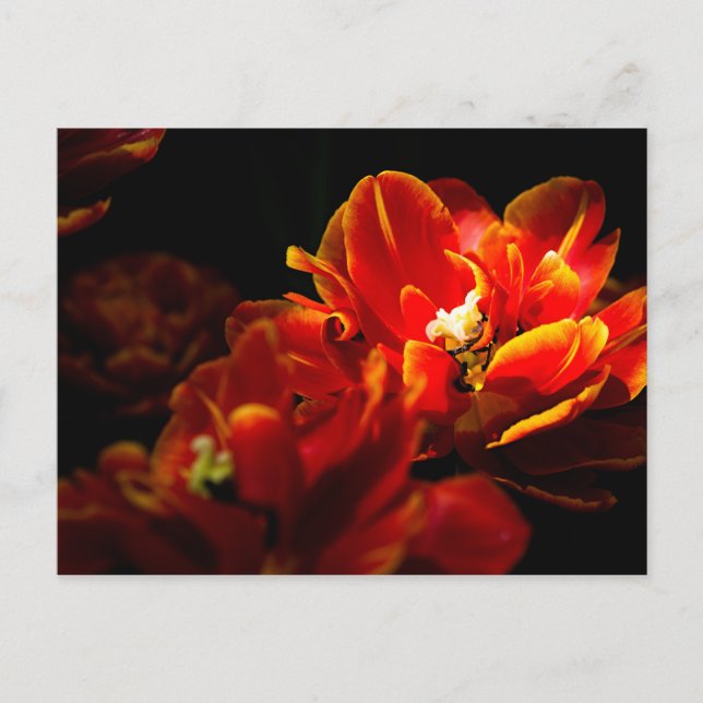 Red tulips dark background postcard (Front)