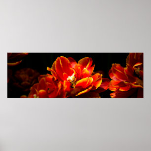 Red tulips dark background poster