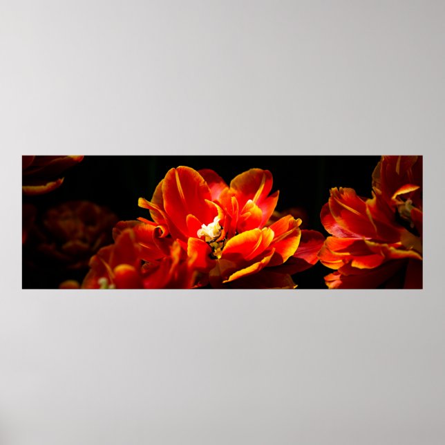 Red tulips dark background poster (Front)