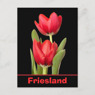 Red Tulips Friesland Postcard