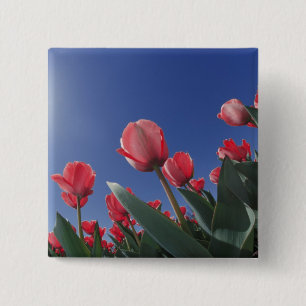 Red tulips from very low angle, Cincinnati, 15 Cm Square Badge