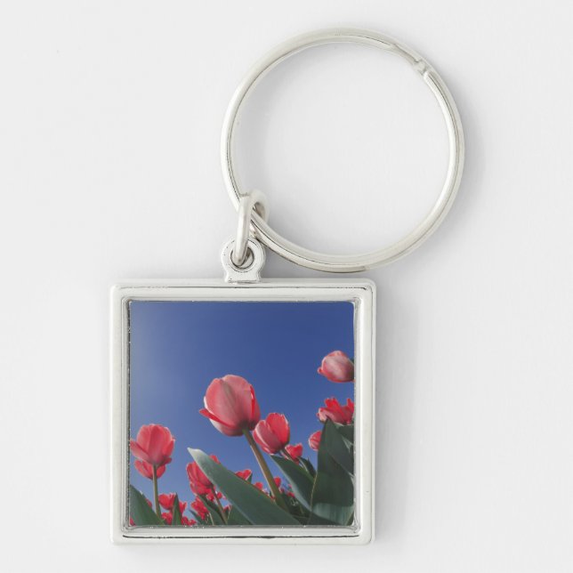 Red tulips from very low angle, Cincinnati, Key Ring (Front)