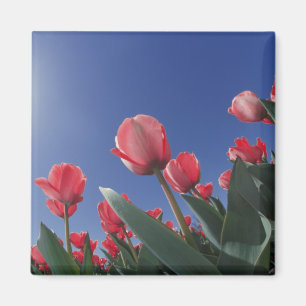Red tulips from very low angle, Cincinnati, Magnet