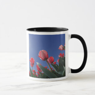 Red tulips from very low angle, Cincinnati, Mug
