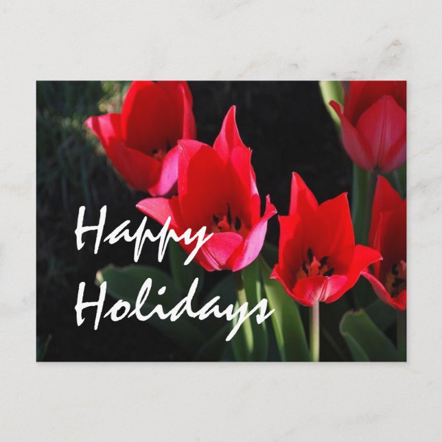Red Tulips Holiday Postcard (Front)