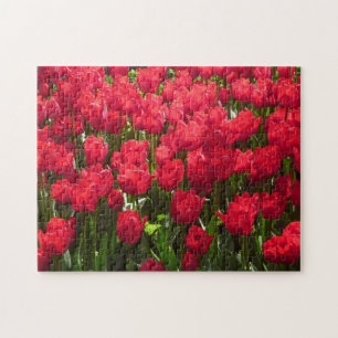 red tulips jigsaw puzzle