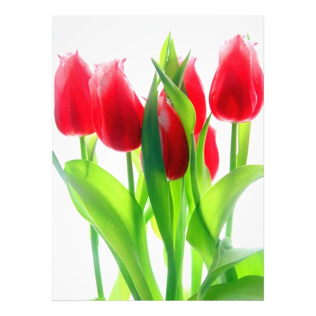 Red Tulips On White Photo Print (Front)