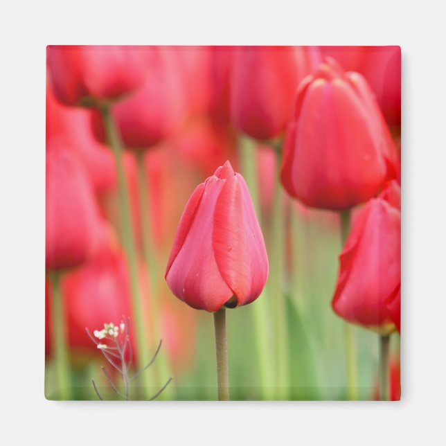 Red Tulips Photo Magnet (Front)