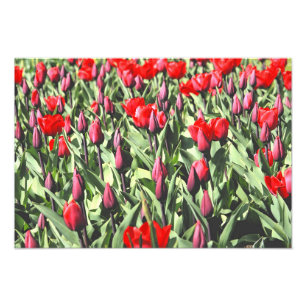 Red tulips photo print