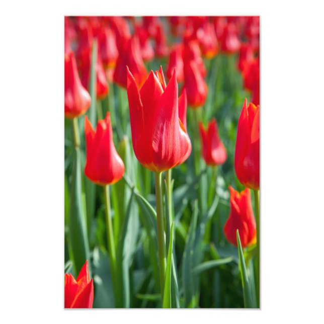Red Tulips Photo Print (Front)