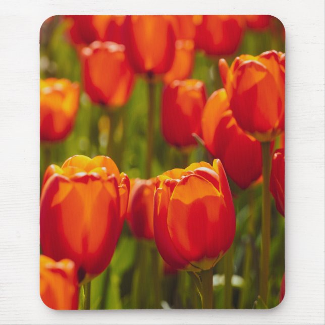 Red tulips photographic print. mouse pad (Front)