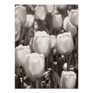 Red tulips photographic print. photo print