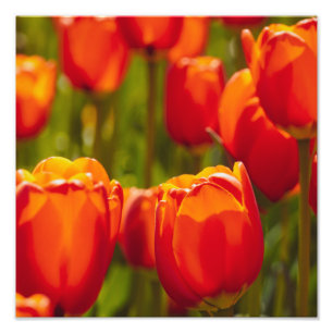 Red tulips photographic print. photo print