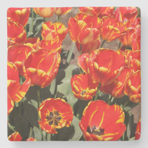 Red Tulips Stone Coaster