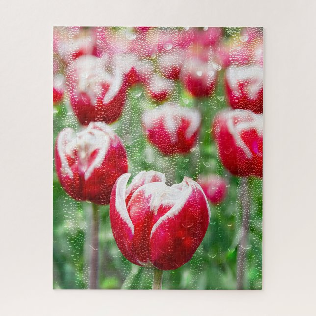 red tulips with rain drops on window jigsaw puzzle (Vertical)