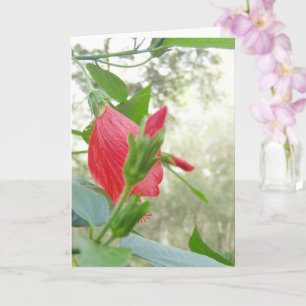 Red Turk's Cap Flower and Green Foliage Card