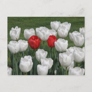 Red Valentine Tulips Holiday Postcard