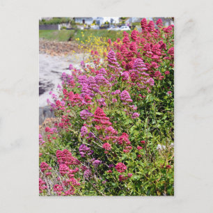 Red valerian flowers postcard