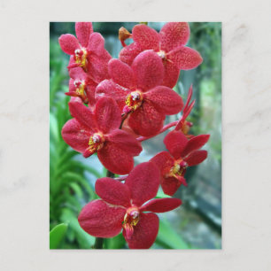 Red vanda orchids postcard