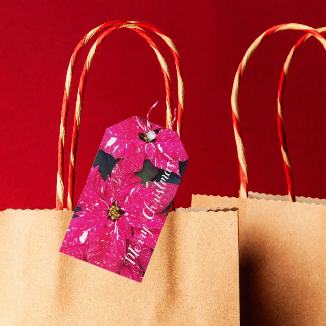 Red Variegated Poinsettias Holiday Gift Tags (In Situ)