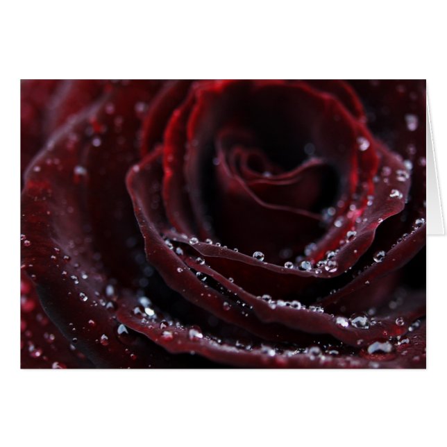 Red Velvet (Front Horizontal)