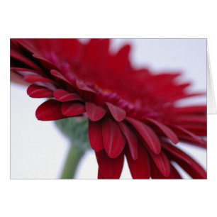 Red Velvet Card