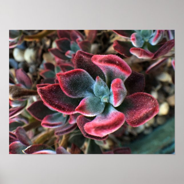 Red Velvet Succulent Poster (Front)