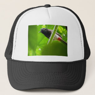 Red-vented Bulbul (Pycnonotus cafer) Trucker Hat